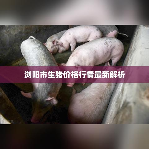 浏阳市生猪价格行情最新解析