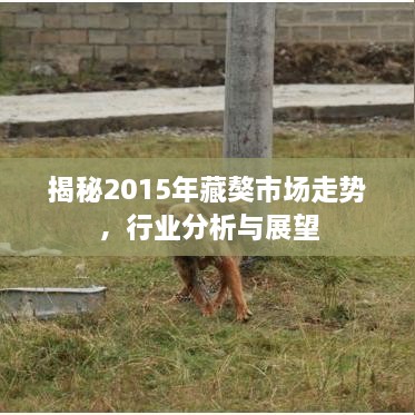 揭秘2015年藏獒市场走势，行业分析与展望