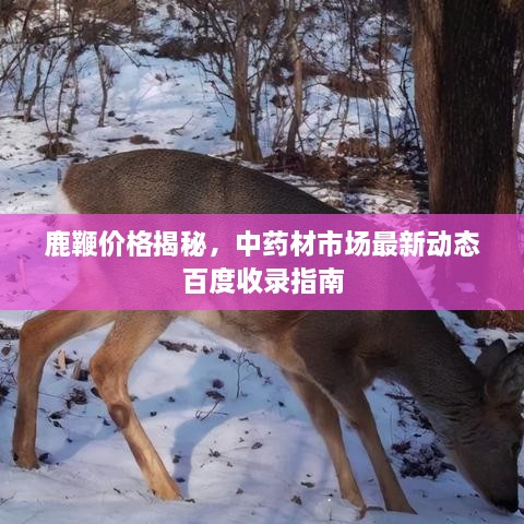 鹿鞭价格揭秘，中药材市场最新动态百度收录指南