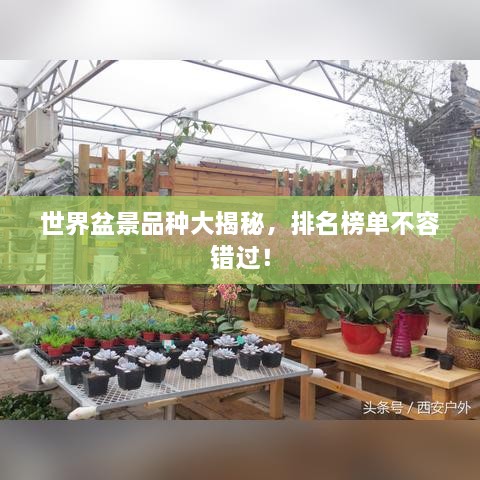 世界盆景品种大揭秘，排名榜单不容错过！