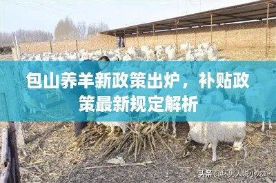 包山养羊新政策出炉，补贴政策最新规定解析