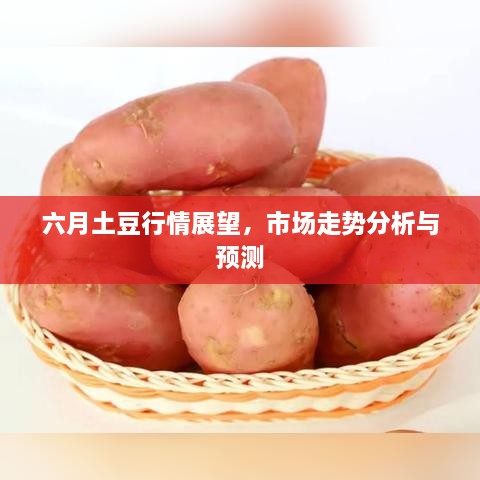 六月土豆行情展望，市场走势分析与预测