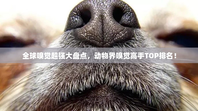 全球嗅觉超强大盘点，动物界嗅觉高手TOP排名！