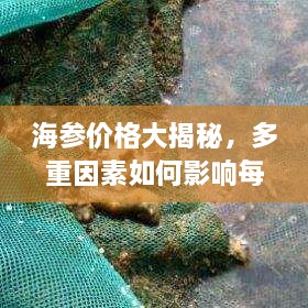 海参价格大揭秘，多重因素如何影响每斤售价？