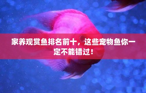 家养观赏鱼排名前十，这些宠物鱼你一定不能错过！