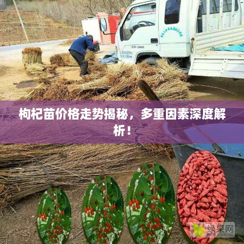 枸杞苗价格走势揭秘，多重因素深度解析！