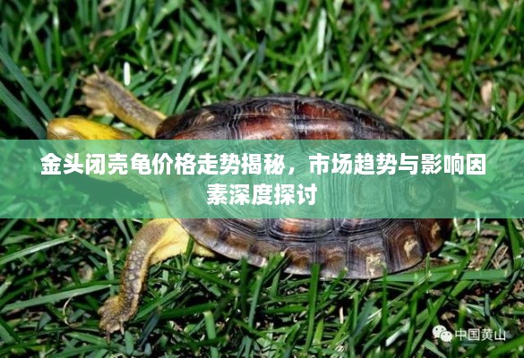 金头闭壳龟价格走势揭秘，市场趋势与影响因素深度探讨