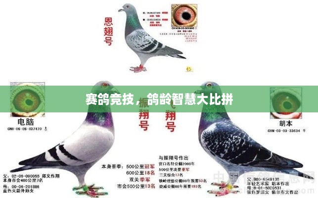 赛鸽竞技，鸽龄智慧大比拼