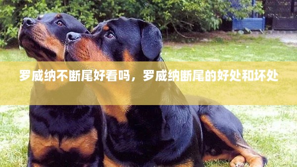 罗威纳不断尾好看吗，罗威纳断尾的好处和坏处 