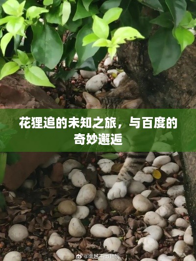 花狸追的未知之旅，与百度的奇妙邂逅