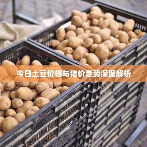 今日土豆价格与猪价走势深度解析
