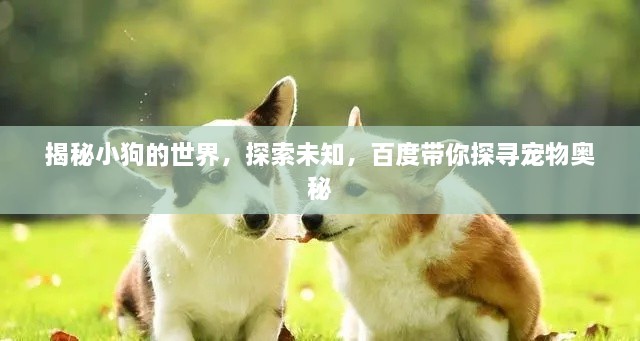 揭秘小狗的世界，探索未知，百度带你探寻宠物奥秘