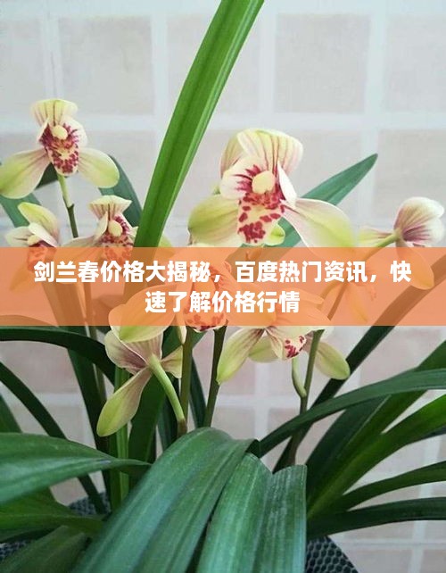 剑兰春价格大揭秘，百度热门资讯，快速了解价格行情