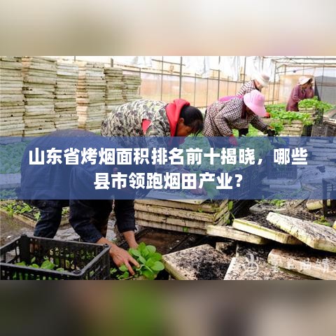 山东省烤烟面积排名前十揭晓，哪些县市领跑烟田产业？