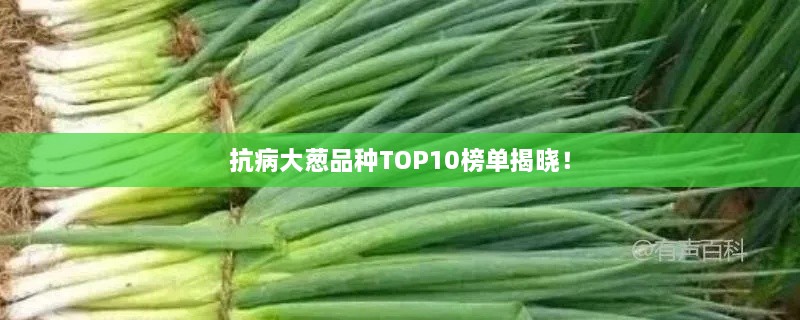 抗病大葱品种TOP10榜单揭晓！