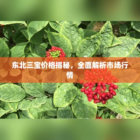 东北三宝价格揭秘，全面解析市场行情